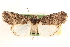  ( - CCDB-23270-E07)  @11 [ ] CreativeCommons - Attribution (2014) CBG Photography Group Centre for Biodiversity Genomics
