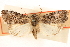  ( - CCDB-23270-E10)  @11 [ ] CreativeCommons - Attribution (2014) CBG Photography Group Centre for Biodiversity Genomics