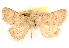  ( - CCDB-23270-H11)  @11 [ ] CreativeCommons - Attribution (2014) CBG Photography Group Centre for Biodiversity Genomics