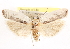  ( - CCDB-23271-B02)  @11 [ ] CreativeCommons - Attribution (2014) CBG Photography Group Centre for Biodiversity Genomics