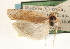  ( - CCDB-23271-H07)  @11 [ ] CreativeCommons - Attribution (2014) CBG Photography Group Centre for Biodiversity Genomics