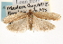  ( - CCDB-23271-H10)  @11 [ ] CreativeCommons - Attribution (2014) CBG Photography Group Centre for Biodiversity Genomics