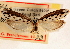  ( - CCDB-23273-E01)  @14 [ ] CreativeCommons - Attribution (2014) CBG Photography Group Centre for Biodiversity Genomics