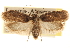  ( - CCDB-23274-G02)  @11 [ ] CreativeCommons - Attribution (2014) CBG Photography Group Centre for Biodiversity Genomics
