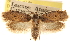  (Agonopterix latipalpella - CCDB-23274-G05)  @11 [ ] CreativeCommons - Attribution (2014) CBG Photography Group Centre for Biodiversity Genomics