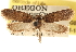  (Agonopterix muricolorella - CCDB-23274-G09)  @11 [ ] CreativeCommons - Attribution (2014) CBG Photography Group Centre for Biodiversity Genomics