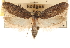  (Agonopterix nebulosa - CCDB-23274-H04)  @11 [ ] CreativeCommons - Attribution (2014) CBG Photography Group Centre for Biodiversity Genomics