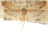  ( - CCDB-23274-H11)  @11 [ ] CreativeCommons - Attribution (2014) CBG Photography Group Centre for Biodiversity Genomics