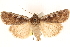  ( - CCDB-23275-A11)  @11 [ ] CreativeCommons - Attribution (2014) CBG Photography Group Centre for Biodiversity Genomics