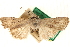  ( - CCDB-23275-B09)  @11 [ ] CreativeCommons - Attribution (2014) CBG Photography Group Centre for Biodiversity Genomics