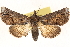  ( - CCDB-23275-D08)  @11 [ ] CreativeCommons - Attribution (2014) CBG Photography Group Centre for Biodiversity Genomics