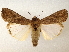  (Spodoptera frugiperda - CCDB-23275-D12)  @15 [ ] CreativeCommons - Attribution (2014) CBG Photography Group Centre for Biodiversity Genomics
