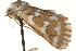  ( - CCDB-23275-F09)  @11 [ ] CreativeCommons - Attribution (2014) CBG Photography Group Centre for Biodiversity Genomics