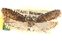  ( - CCDB-23276-A03)  @14 [ ] CreativeCommons - Attribution (2014) CBG Photography Group Centre for Biodiversity Genomics