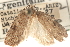  (Agonopterix sanguinella - CCDB-23276-A06)  @11 [ ] CreativeCommons - Attribution (2014) CBG Photography Group Centre for Biodiversity Genomics