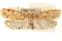  (Agonopterix thelmae - CCDB-23276-B03)  @15 [ ] CreativeCommons - Attribution (2014) CBG Photography Group Centre for Biodiversity Genomics