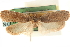  (Agonopterix toega - CCDB-23276-B06)  @11 [ ] CreativeCommons - Attribution (2014) CBG Photography Group Centre for Biodiversity Genomics