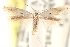  ( - CCDB-23277-A12)  @11 [ ] CreativeCommons - Attribution (2014) CBG Photography Group Centre for Biodiversity Genomics