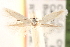  ( - CCDB-23277-B11)  @11 [ ] CreativeCommons - Attribution (2014) CBG Photography Group Centre for Biodiversity Genomics