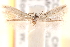  ( - CCDB-23277-B12)  @11 [ ] CreativeCommons - Attribution (2014) CBG Photography Group Centre for Biodiversity Genomics