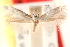  ( - CCDB-23277-C01)  @11 [ ] CreativeCommons - Attribution (2014) CBG Photography Group Centre for Biodiversity Genomics