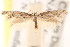  ( - CCDB-23277-D04)  @13 [ ] CreativeCommons - Attribution (2014) CBG Photography Group Centre for Biodiversity Genomics