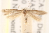  ( - CCDB-23277-D07)  @13 [ ] CreativeCommons - Attribution (2014) CBG Photography Group Centre for Biodiversity Genomics