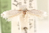  ( - CCDB-23277-D08)  @11 [ ] CreativeCommons - Attribution (2014) CBG Photography Group Centre for Biodiversity Genomics