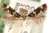  ( - CCDB-23277-D12)  @11 [ ] CreativeCommons - Attribution (2014) CBG Photography Group Centre for Biodiversity Genomics