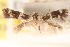  ( - CCDB-23277-G06)  @11 [ ] CreativeCommons - Attribution (2014) CBG Photography Group Centre for Biodiversity Genomics