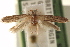  ( - CCDB-23278-C12)  @14 [ ] CreativeCommons - Attribution (2015) CBG Photography Group Centre for Biodiversity Genomics