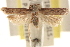  ( - CCDB-23278-D08)  @11 [ ] CreativeCommons - Attribution (2015) CBG Photography Group Centre for Biodiversity Genomics