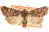  ( - CCDB-23279-C02)  @11 [ ] CreativeCommons - Attribution (2014) CBG Photography Group Centre for Biodiversity Genomics