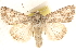  ( - CCDB-23279-C10)  @11 [ ] CreativeCommons - Attribution (2014) CBG Photography Group Centre for Biodiversity Genomics