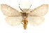  (Cycnia - CCDB-23279-E04)  @15 [ ] CreativeCommons - Attribution (2014) CBG Photography Group Centre for Biodiversity Genomics