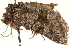  ( - CCDB-23279-F12)  @11 [ ] CreativeCommons - Attribution (2014) CBG Photography Group Centre for Biodiversity Genomics