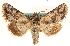  ( - CCDB-23279-G07)  @11 [ ] CreativeCommons - Attribution (2014) CBG Photography Group Centre for Biodiversity Genomics