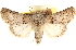  ( - CCDB-23279-H08)  @11 [ ] CreativeCommons - Attribution (2014) CBG Photography Group Centre for Biodiversity Genomics