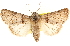  ( - CCDB-23279-H09)  @11 [ ] CreativeCommons - Attribution (2014) CBG Photography Group Centre for Biodiversity Genomics