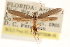  ( - CCDB-23280-G10)  @14 [ ] CreativeCommons - Attribution (2015) CBG Photography Group Centre for Biodiversity Genomics