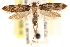  (Autostichidae - CCDB-23280-H03)  @15 [ ] CreativeCommons - Attribution (2015) CBG Photography Group Centre for Biodiversity Genomics