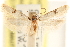  ( - CCDB-23280-H04)  @11 [ ] CreativeCommons - Attribution (2015) CBG Photography Group Centre for Biodiversity Genomics