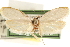  (Durrantia piperatella - CCDB-23281-A03)  @14 [ ] CreativeCommons - Attribution (2015) CBG Photography Group Centre for Biodiversity Genomics