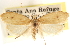  ( - CCDB-23281-A05)  @11 [ ] CreativeCommons - Attribution (2015) CBG Photography Group Centre for Biodiversity Genomics