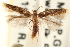  (Astrotischeria ambrosiaeella - CCDB-23281-C01)  @14 [ ] CreativeCommons - Attribution (2015) CBG Photography Group Centre for Biodiversity Genomics