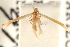  ( - CCDB-23281-C06)  @13 [ ] CreativeCommons - Attribution (2015) CBG Photography Group Centre for Biodiversity Genomics
