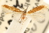  ( - CCDB-23281-C11)  @11 [ ] CreativeCommons - Attribution (2015) CBG Photography Group Centre for Biodiversity Genomics