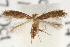  (Astrotischeria melantheranella - CCDB-23281-D02)  @11 [ ] CreativeCommons - Attribution (2015) CBG Photography Group Centre for Biodiversity Genomics