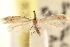  (Astrotischeria pallidipennella - CCDB-23281-D07)  @11 [ ] CreativeCommons - Attribution (2015) CBG Photography Group Centre for Biodiversity Genomics