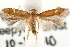  (Tischeria quercitella - CCDB-23281-E01)  @14 [ ] CreativeCommons - Attribution (2015) CBG Photography Group Centre for Biodiversity Genomics
